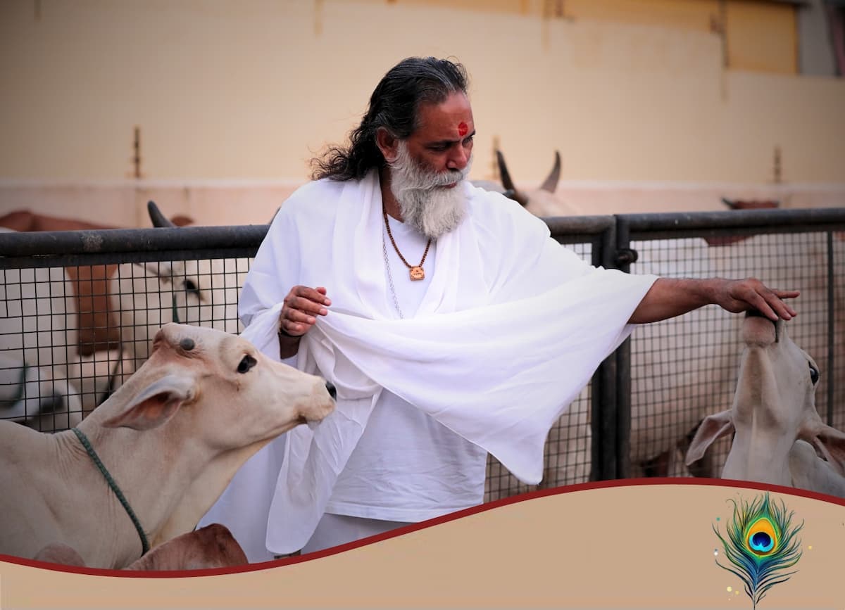 Cows grazing peacefully in the goshala sanctuary
